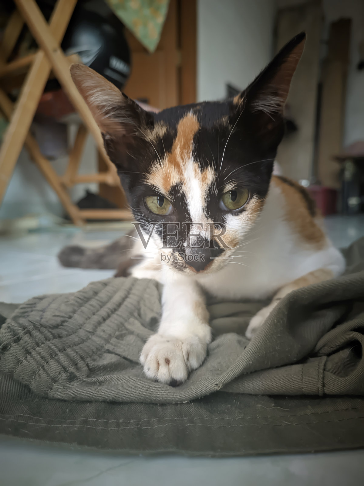 特写肖像模型的三色母猫坐着，看着相机照片摄影图片