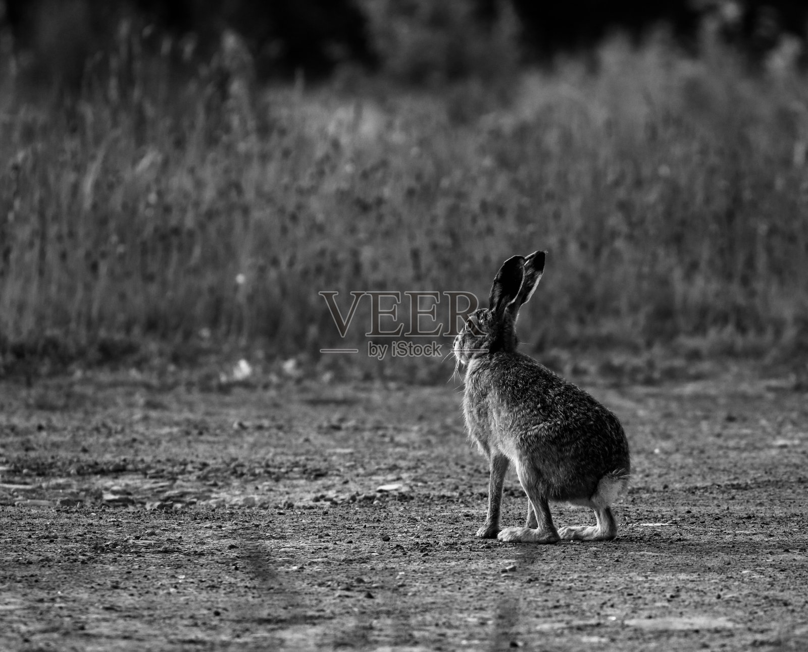 棕色的兔子照片摄影图片