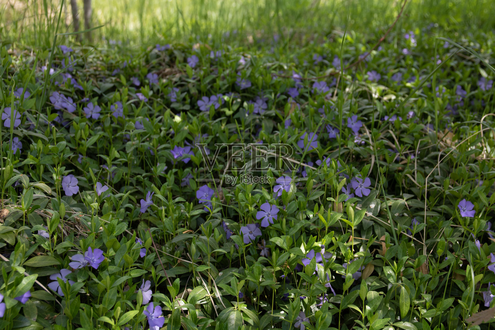 照片许多小长春花与紫色的花瓣照片摄影图片