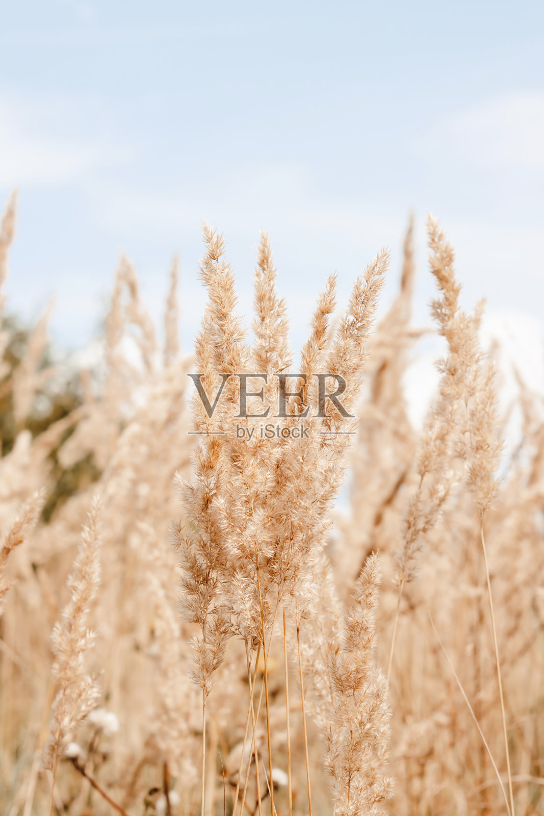 潘帕斯草原，蓝天背景照片摄影图片