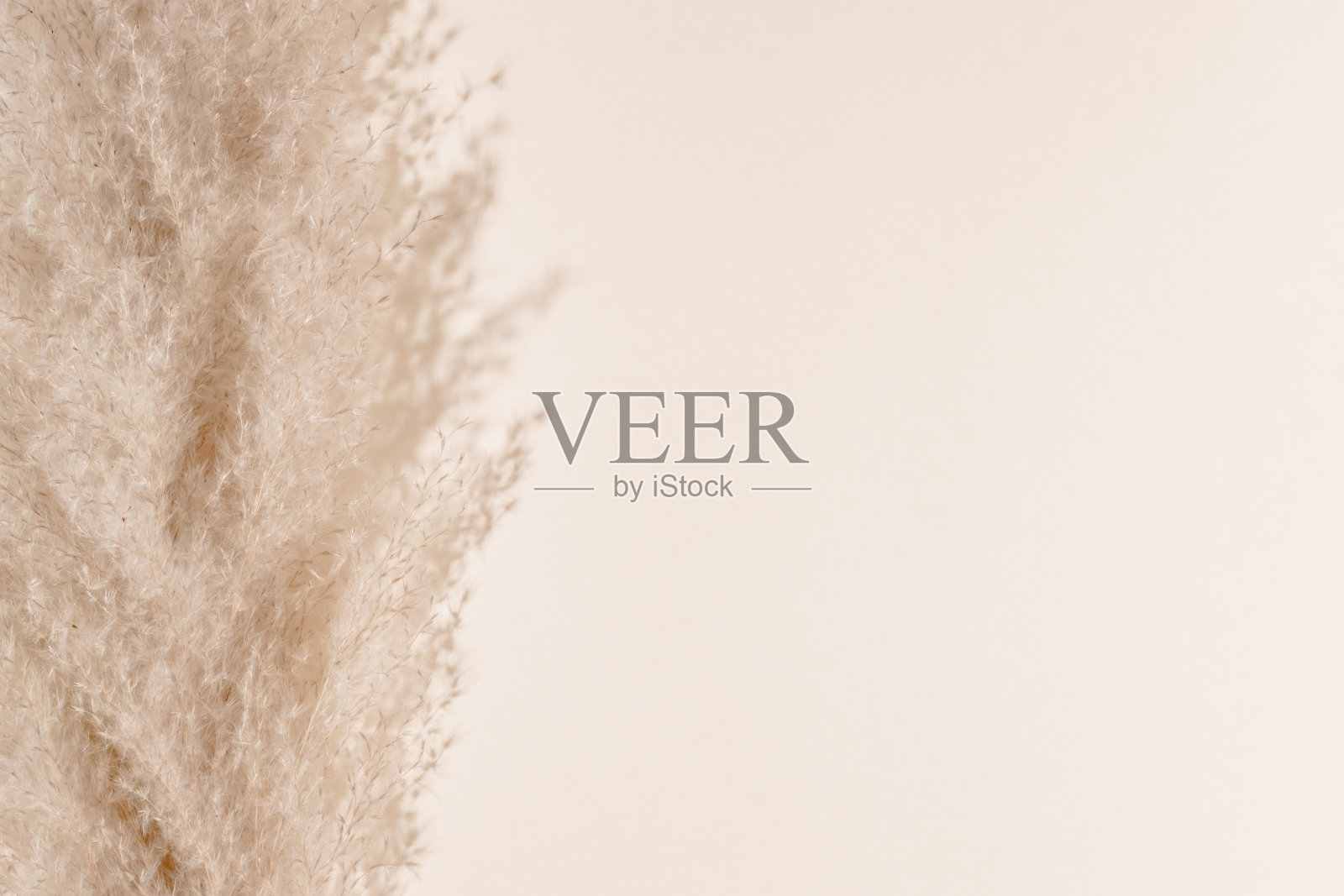 干燥的潘帕斯草原与阳光的阴影和复制空间，米色调照片摄影图片