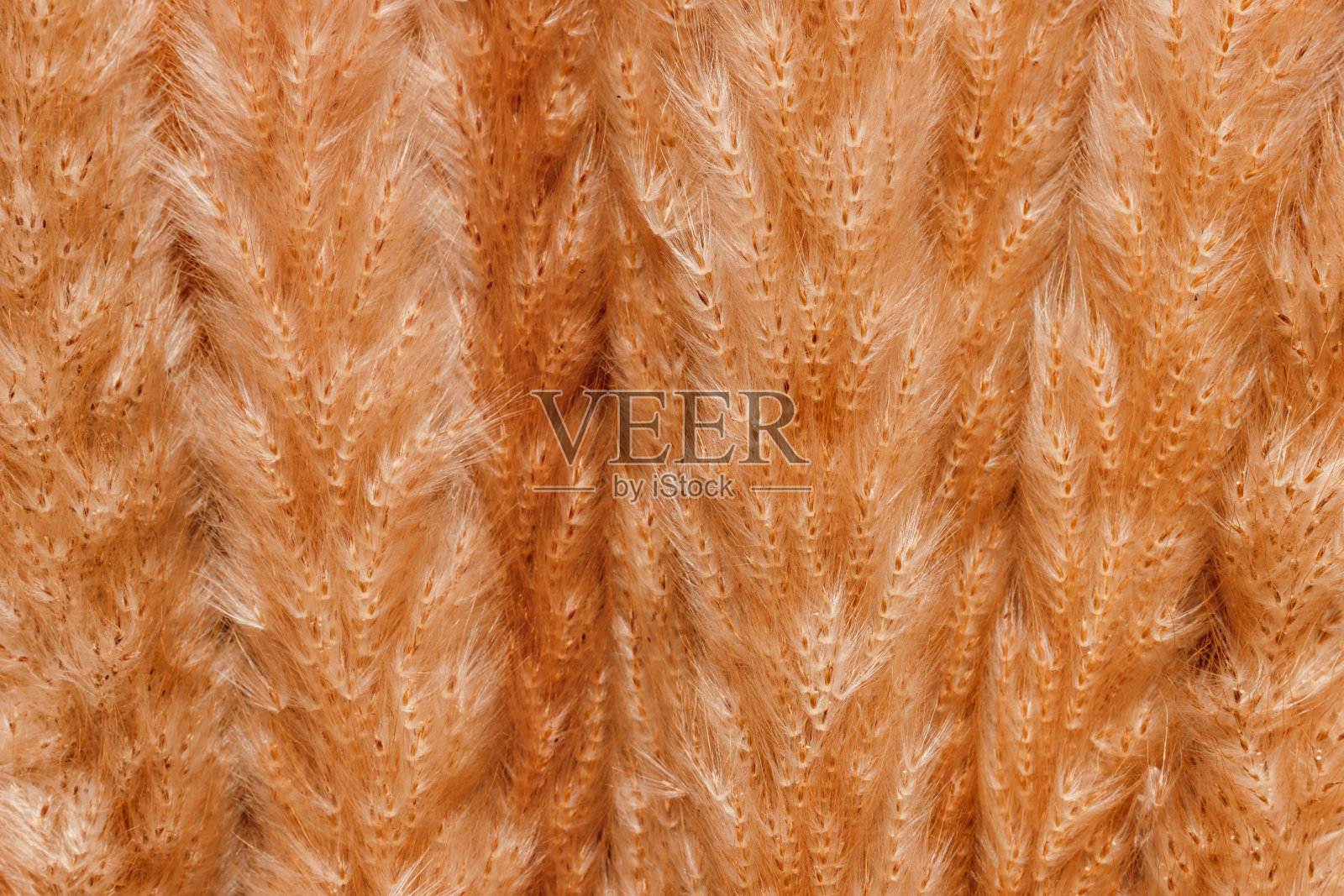 潘帕斯草原或芦苇草丛接近背景照片摄影图片