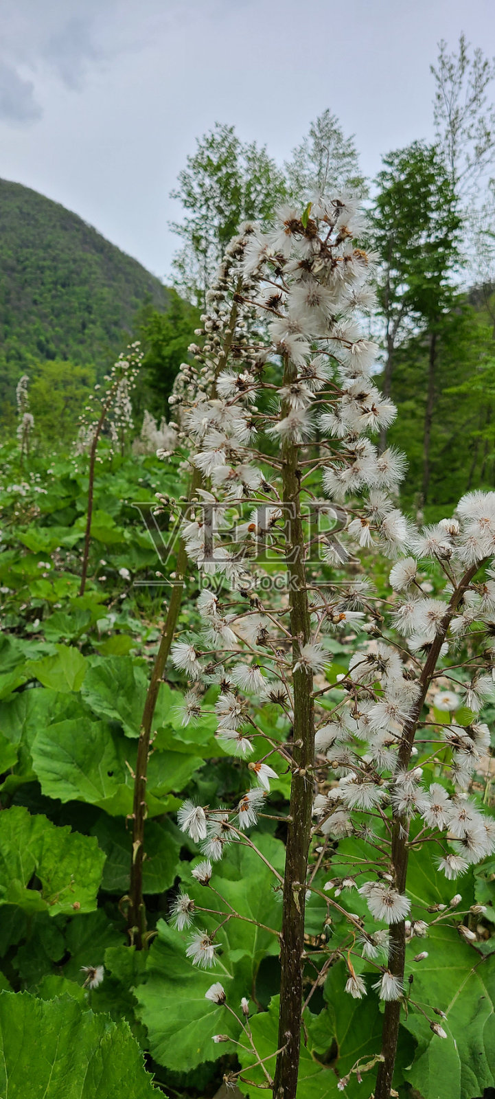 蜂斗菜白照片摄影图片