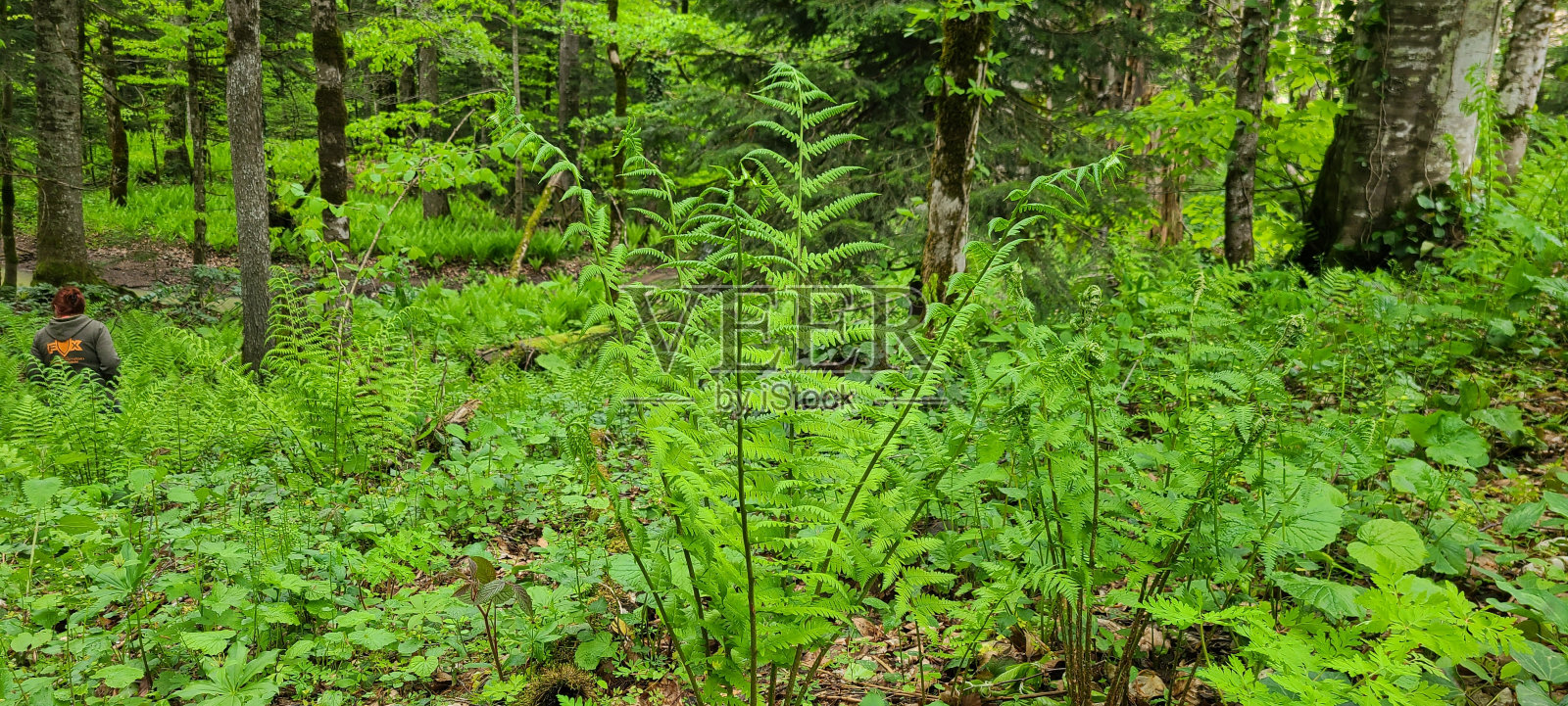 蕨类灌木附近的装饰石照片摄影图片