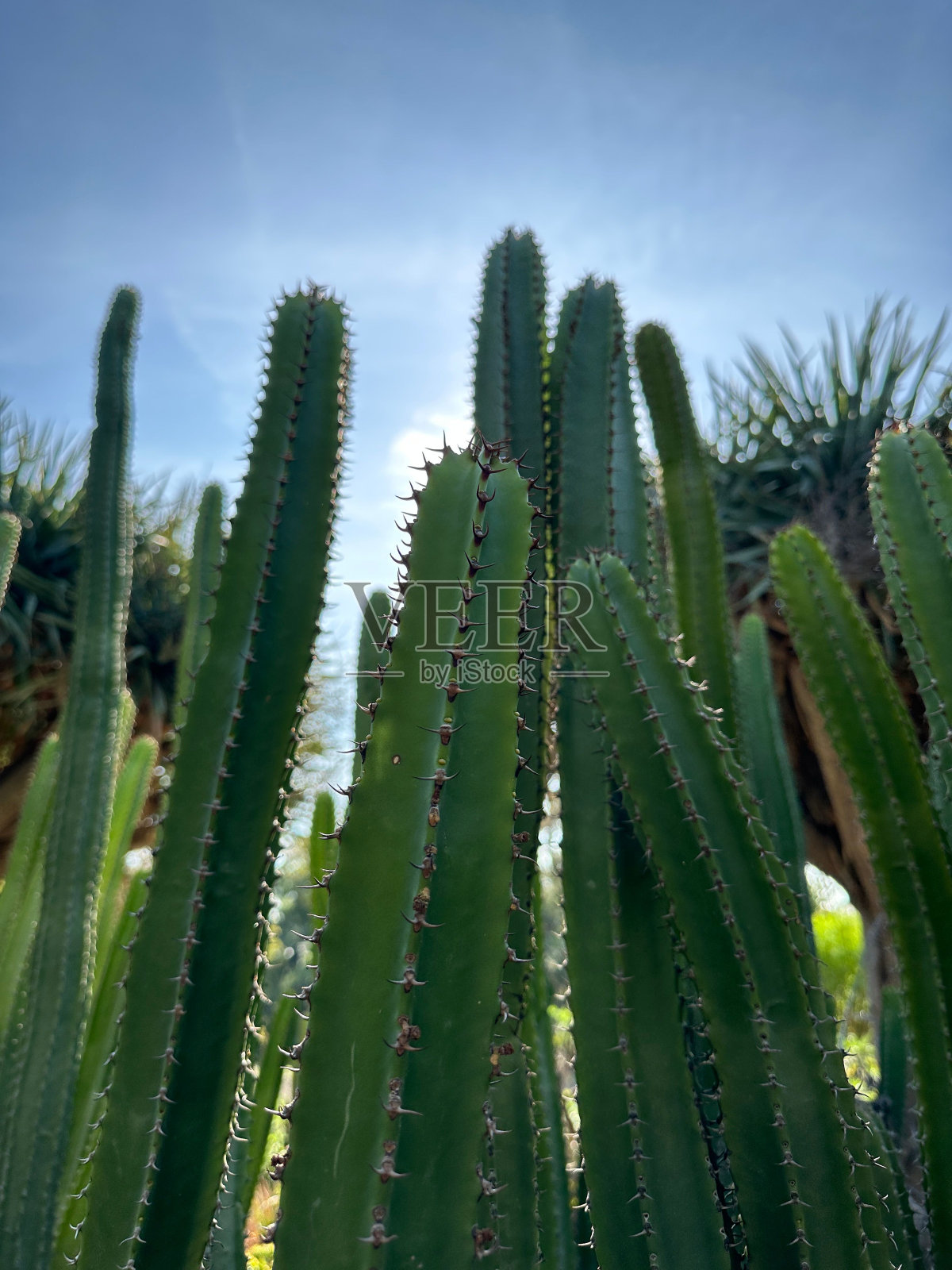 花园里一些很高的仙人掌植物的特写照片摄影图片