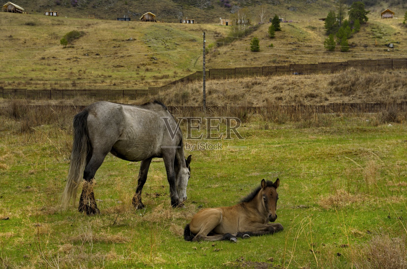 自由春天牧场照片摄影图片