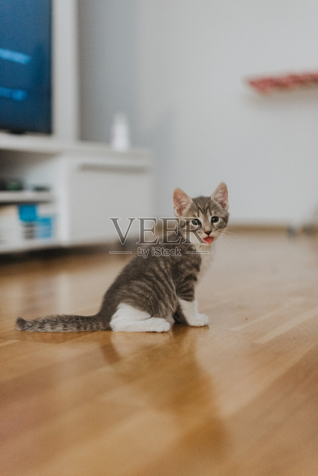 在家庭工作室里，一只可爱的流浪猫的特写肖像，不同的颜色照片摄影图片