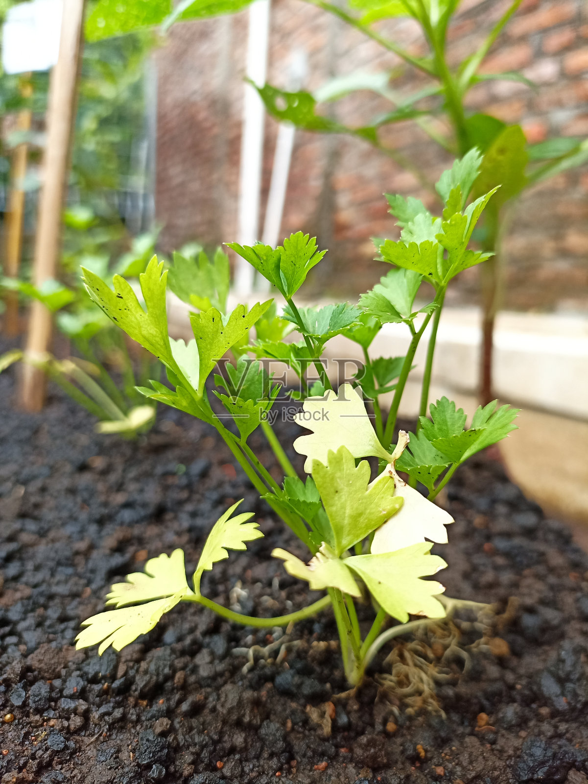 刚播种的芹菜开始生长照片摄影图片
