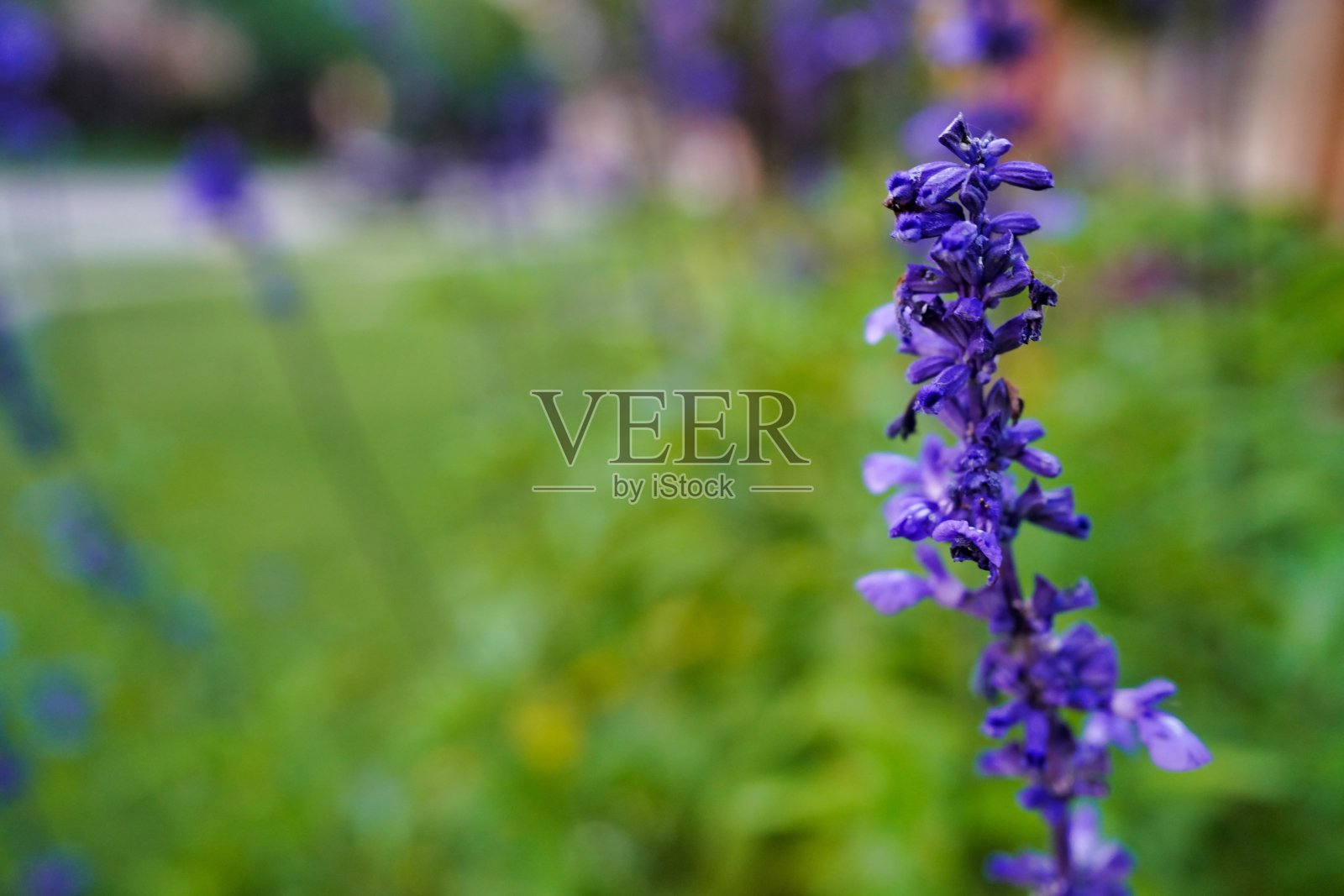 自然照片摄影图片