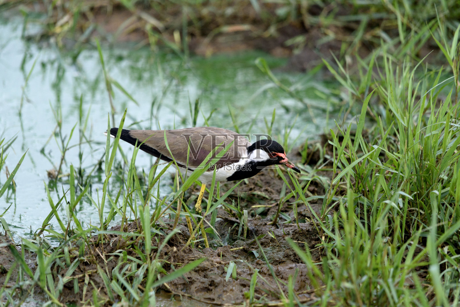 斯里兰卡的红头田凫照片摄影图片