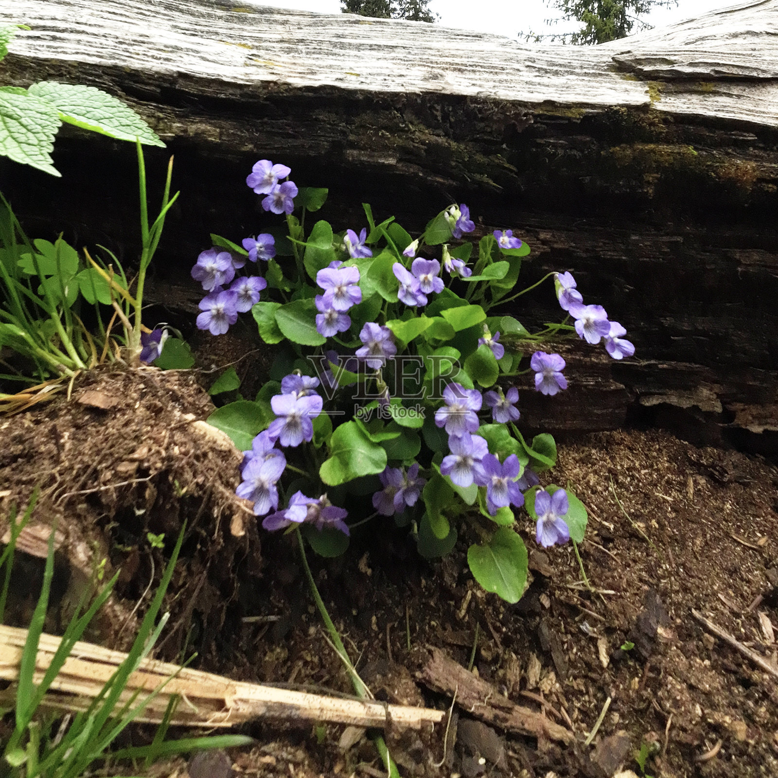 野生高地紫罗兰照片摄影图片