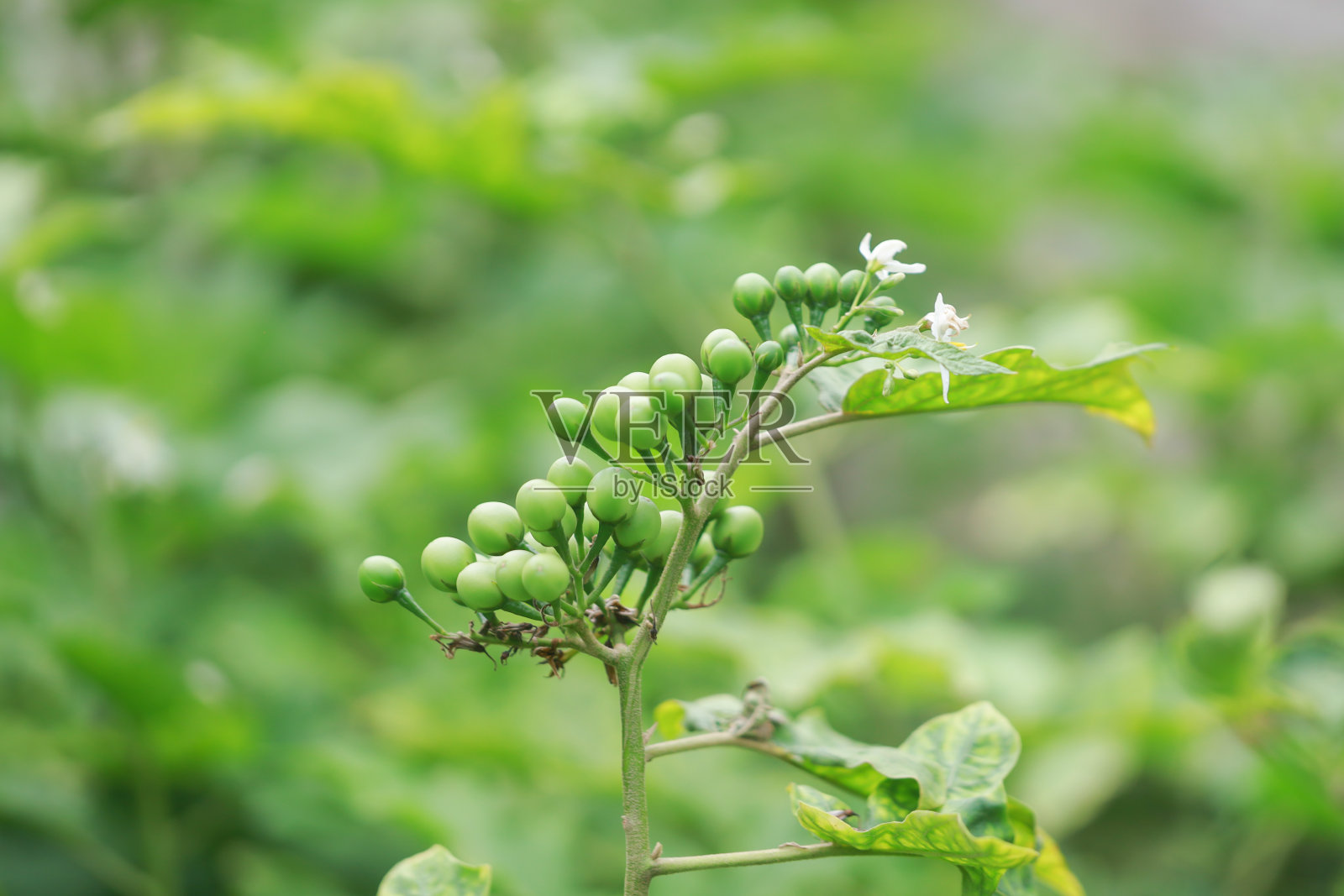 美丽的豌豆茄子，火鸡浆果在花园里的树上照片摄影图片