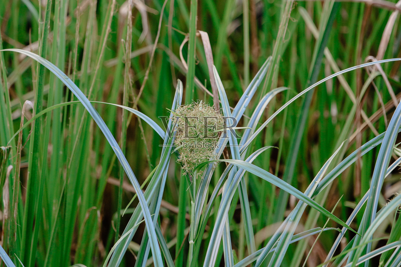 香javanicus照片摄影图片