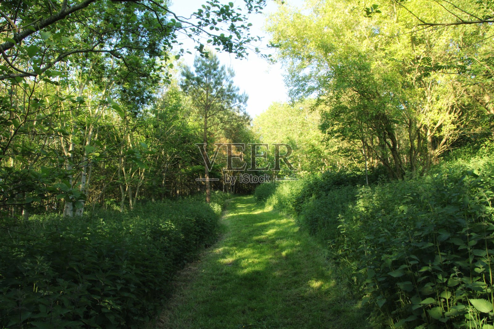 苏格兰林地勘探公司，东艾尔郡。照片摄影图片