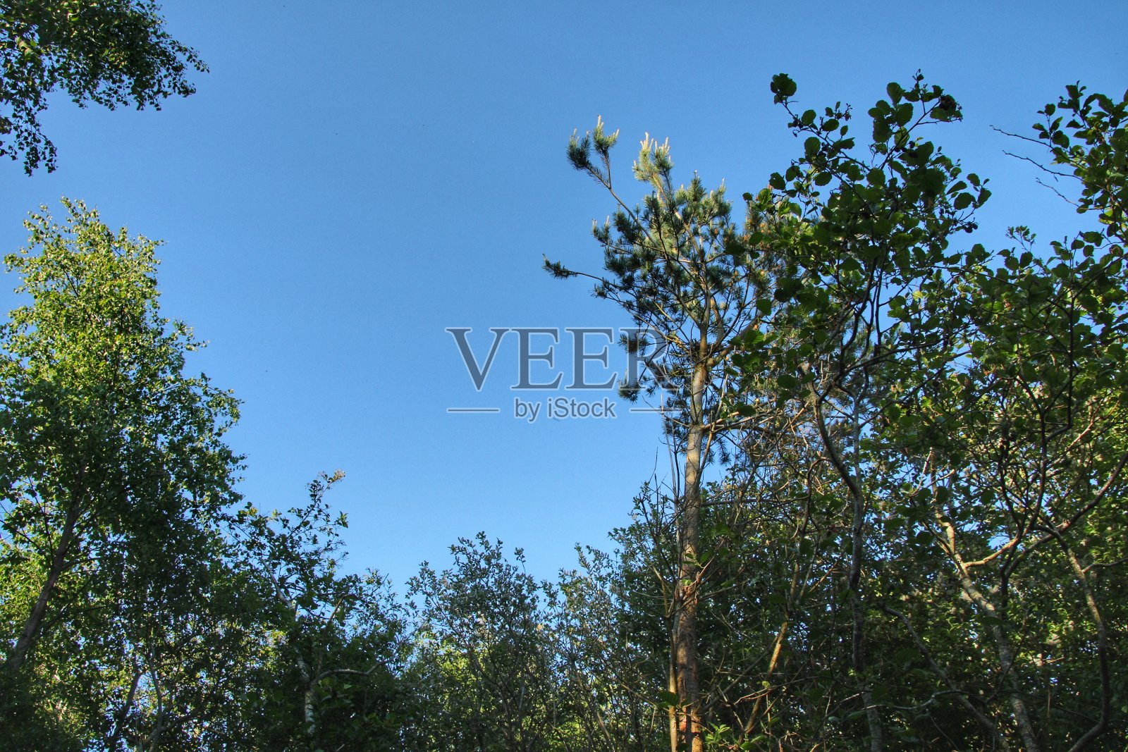 苏格兰林地勘探公司，东艾尔郡。照片摄影图片