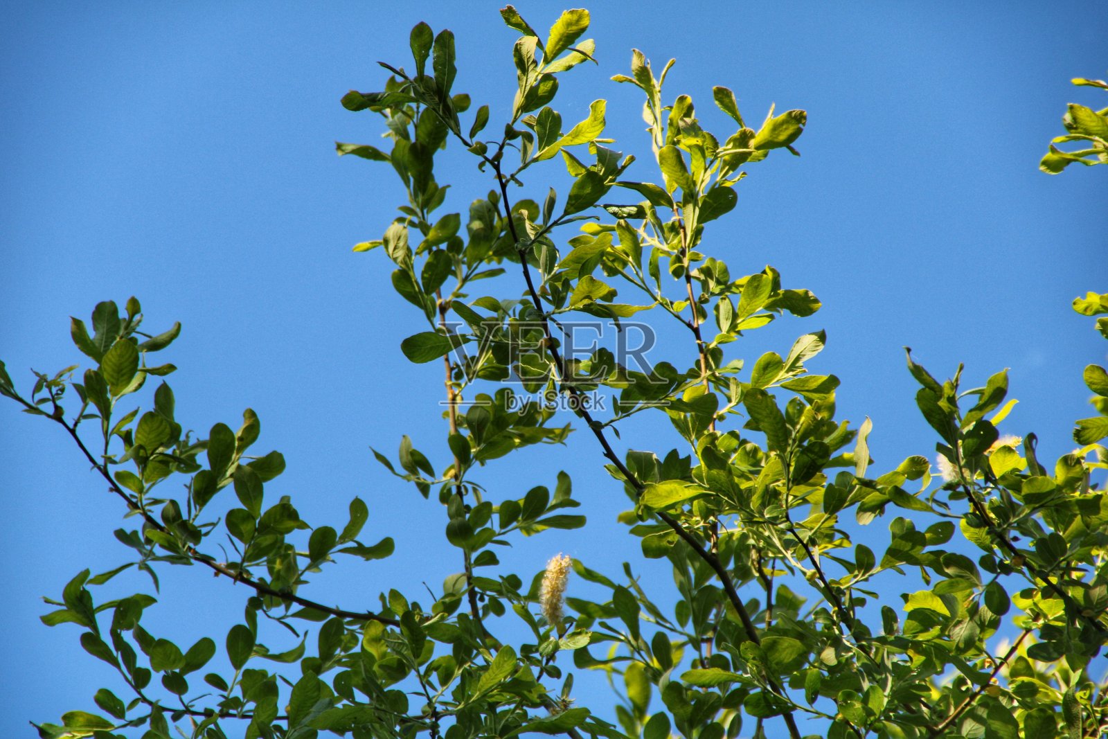 苏格兰林地勘探公司，东艾尔郡。照片摄影图片