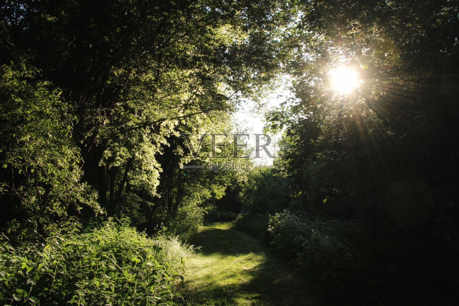 苏格兰林地勘探公司，东艾尔郡。照片摄影图片