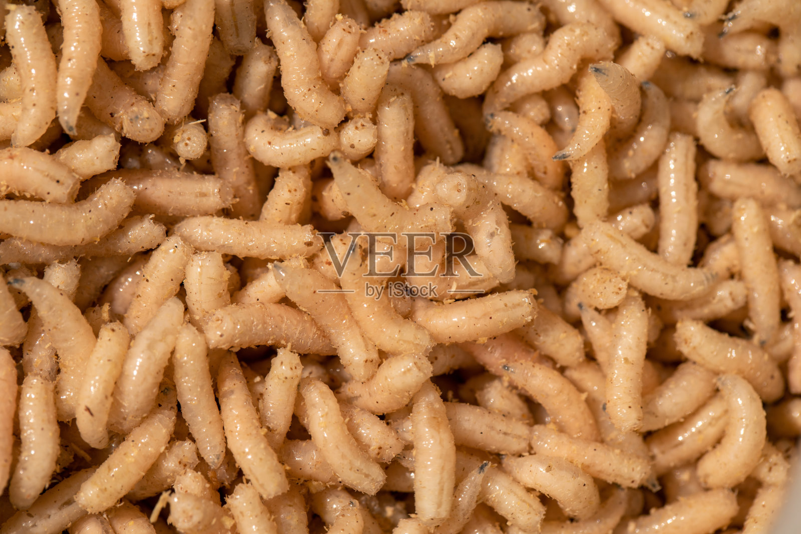 蛆虫，鱼饵，就在上面照片摄影图片