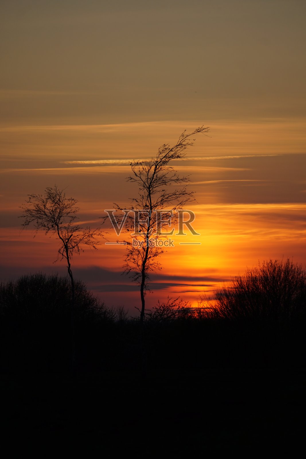 垂直日落景观与两棵树照片摄影图片