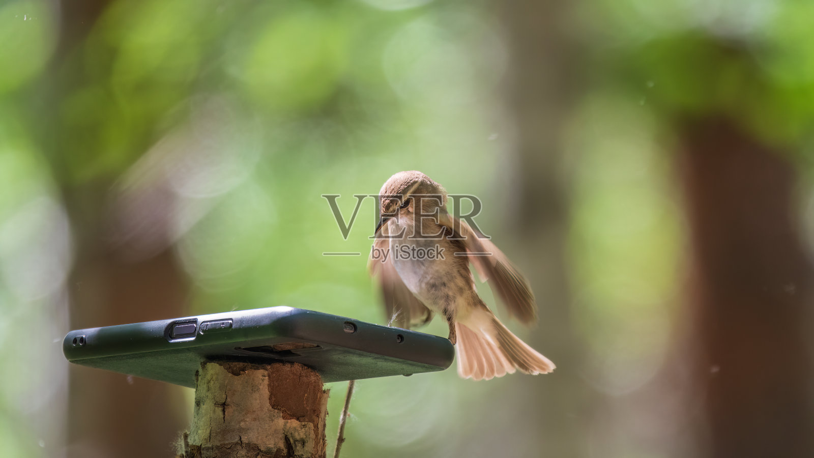 这是一种普通的胡说八道。春天里坐在灌木树枝上寻找食物的毛茛照片摄影图片