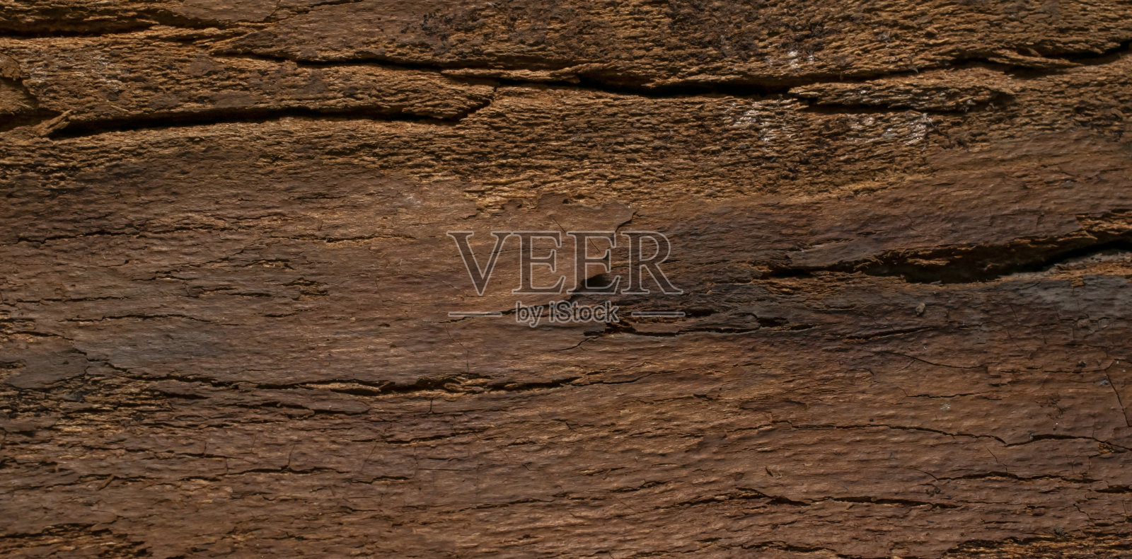 杨树树皮，背景或纹理照片摄影图片