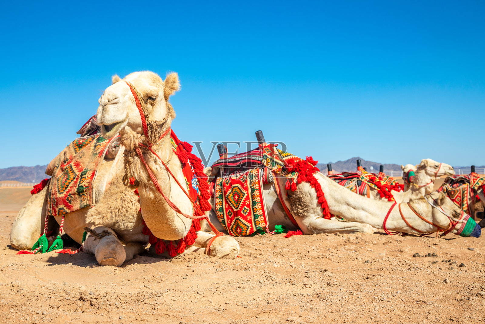 沙特阿拉伯欧拉沙漠中休息的骆驼照片摄影图片