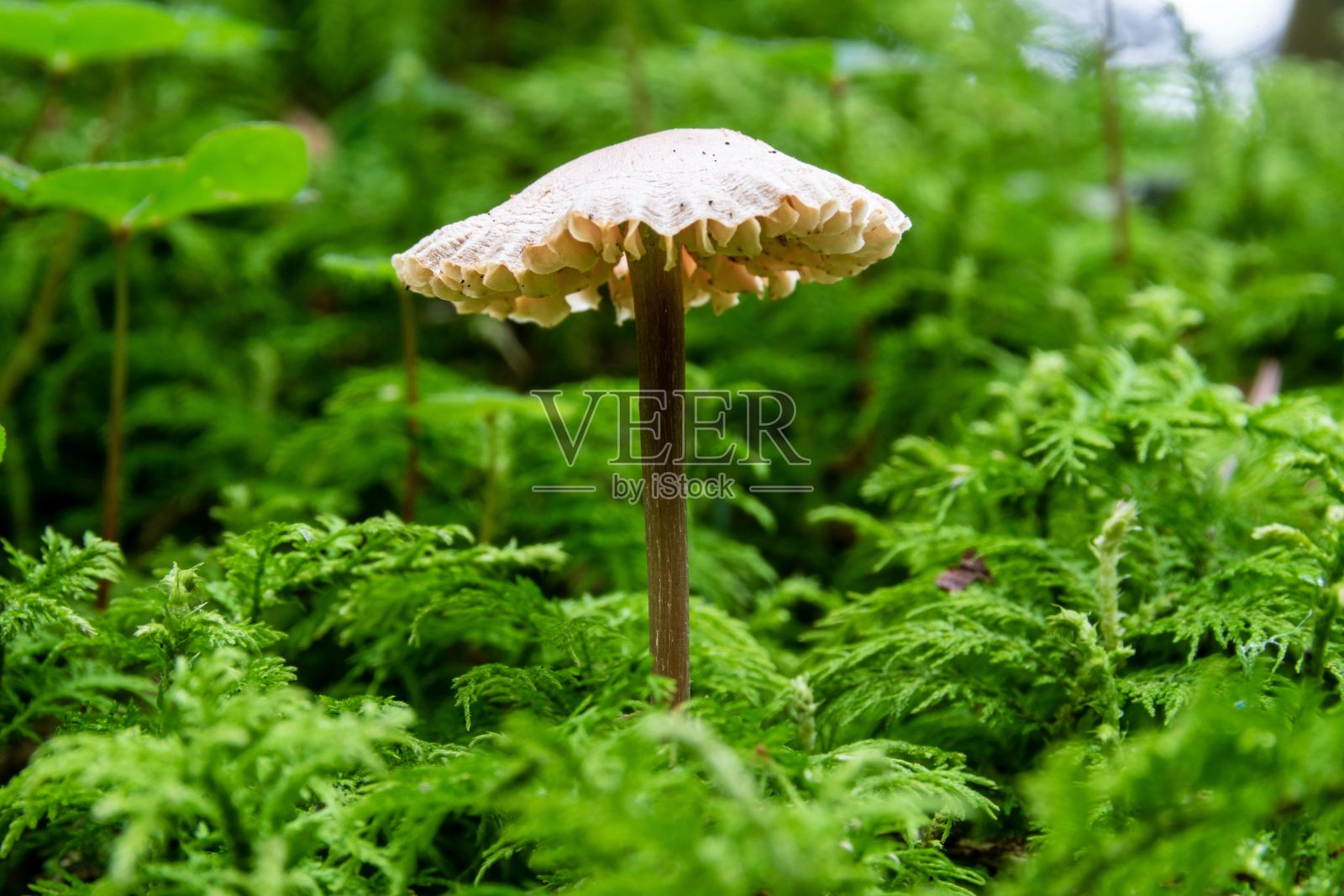 蘑菇从苔藓中伸出来，背景是树叶照片摄影图片