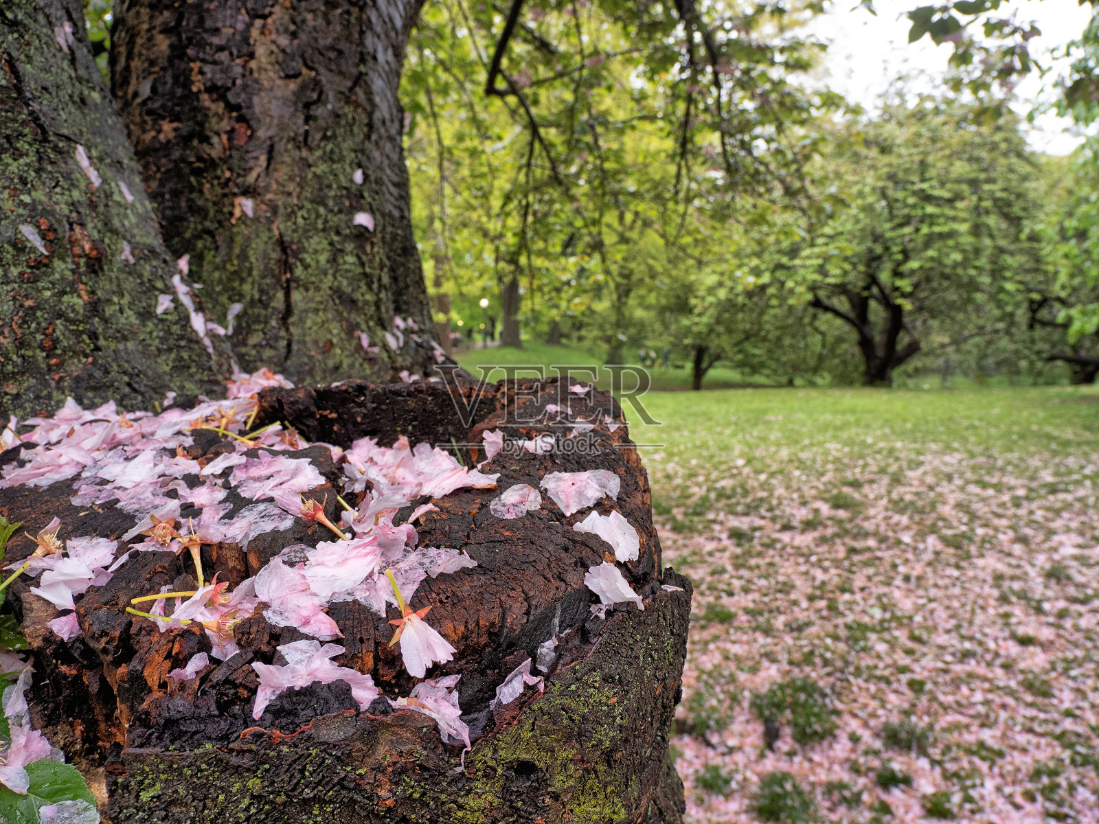 春天的日本樱花树照片摄影图片