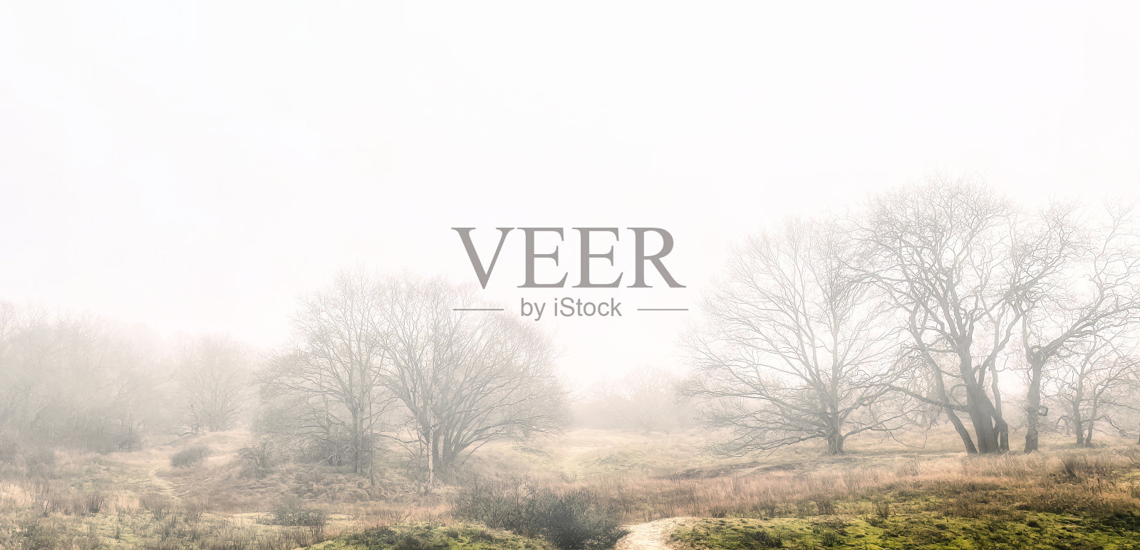 大雾中森林里令人毛骨悚然的大树照片摄影图片