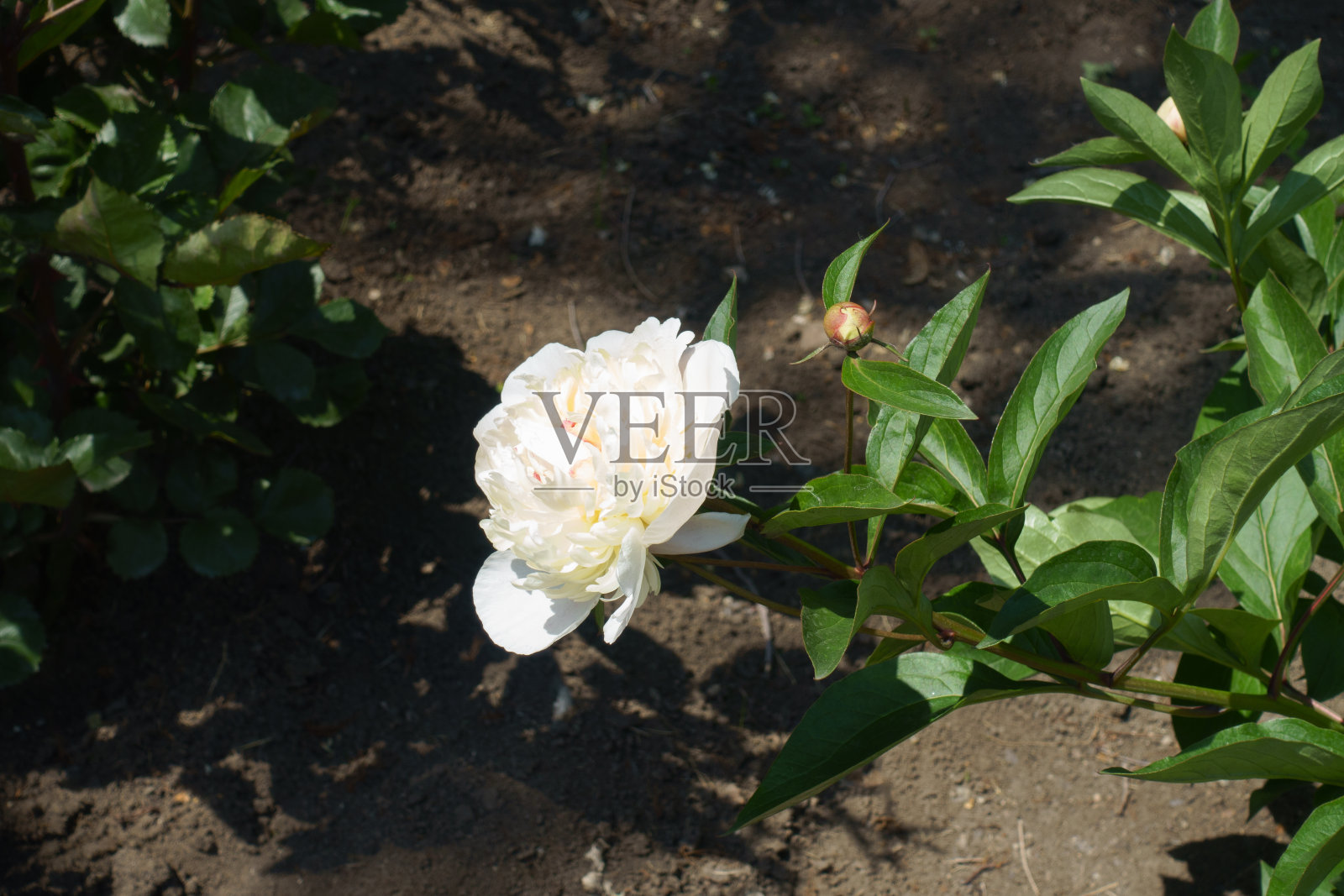 六月白色普通牡丹的花蕾和白花照片摄影图片