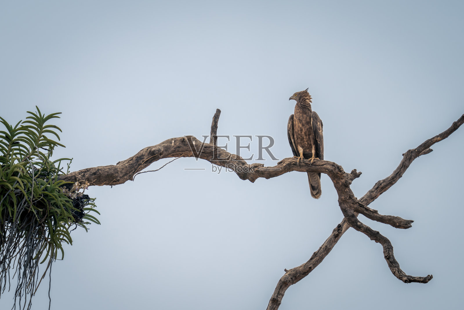 冠蛇鹰的剪影在树枝上照片摄影图片