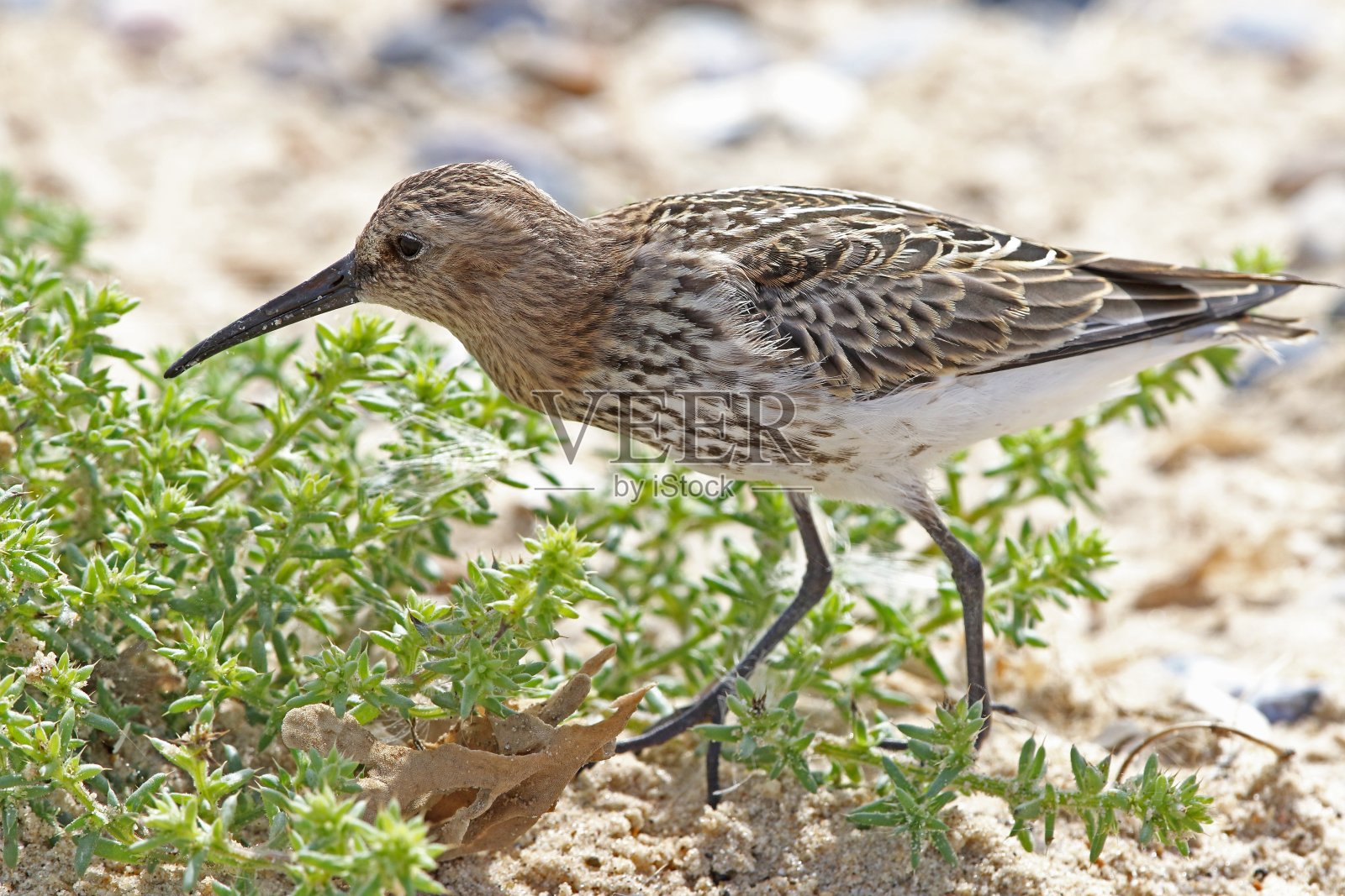 敦林鸟照片摄影图片