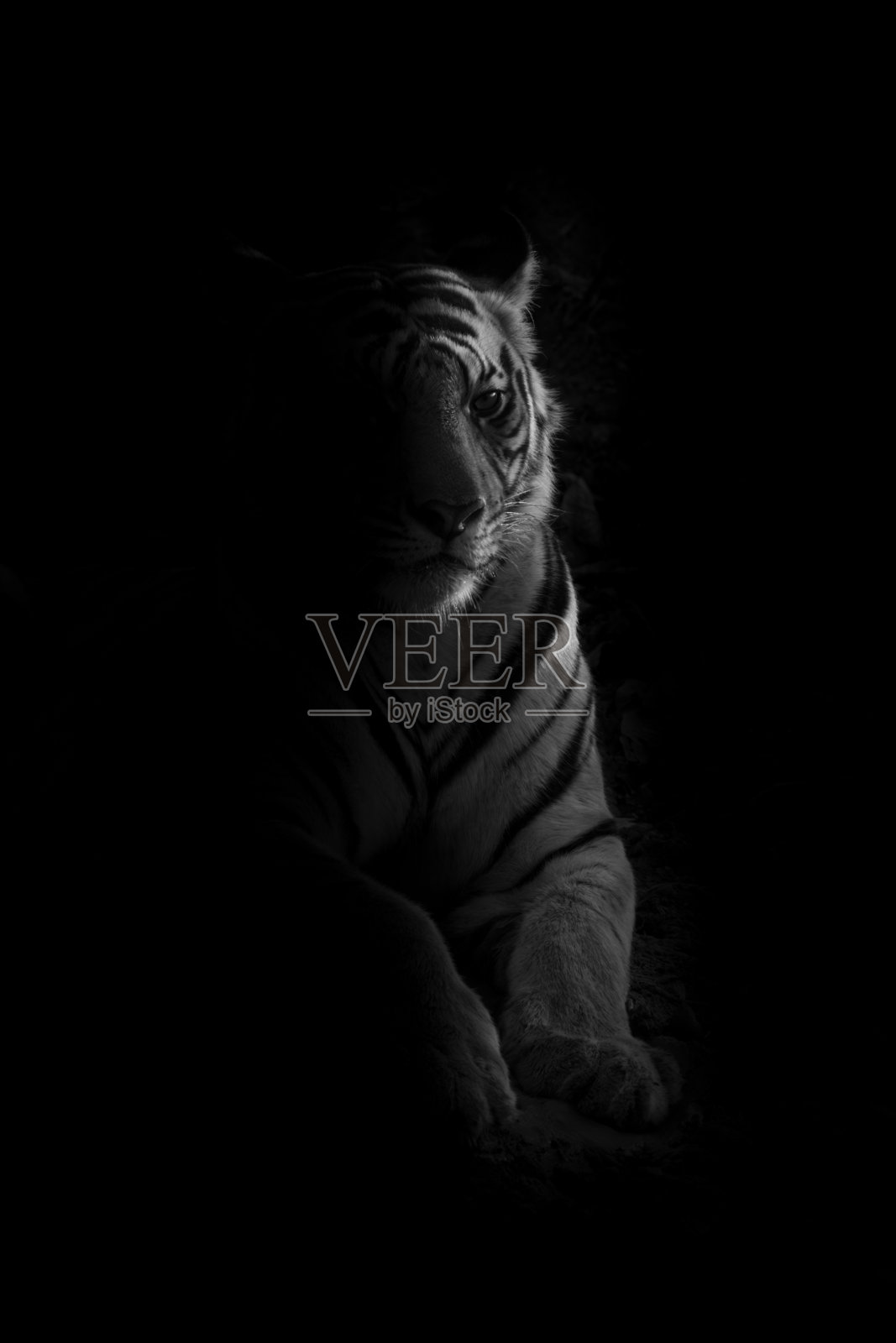 一只老虎躺在夕阳的照耀下照片摄影图片