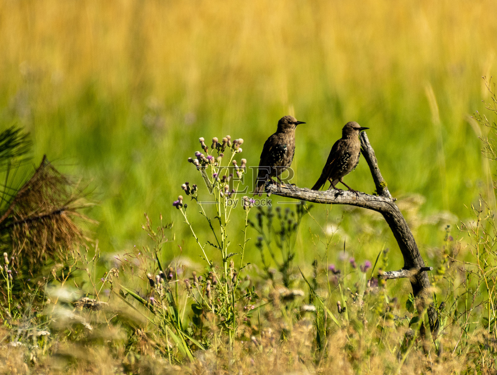 树枝上的鸟照片摄影图片