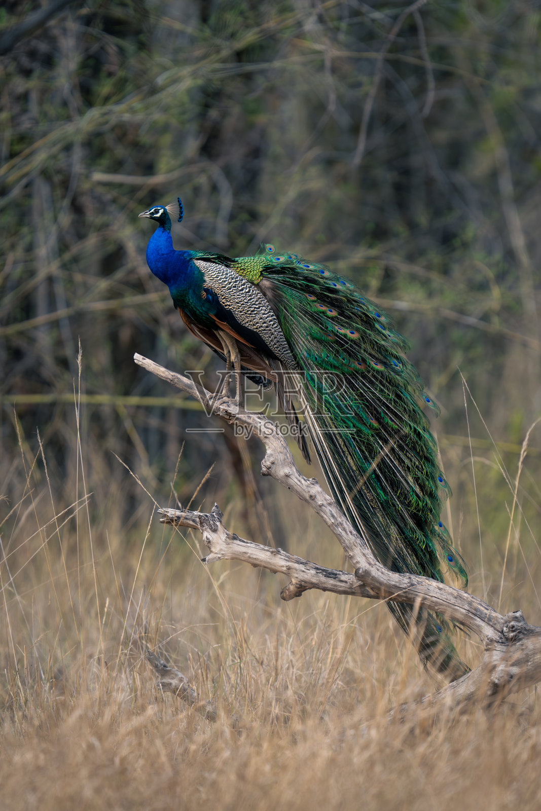 一只印度孔雀站在空地的树枝上照片摄影图片