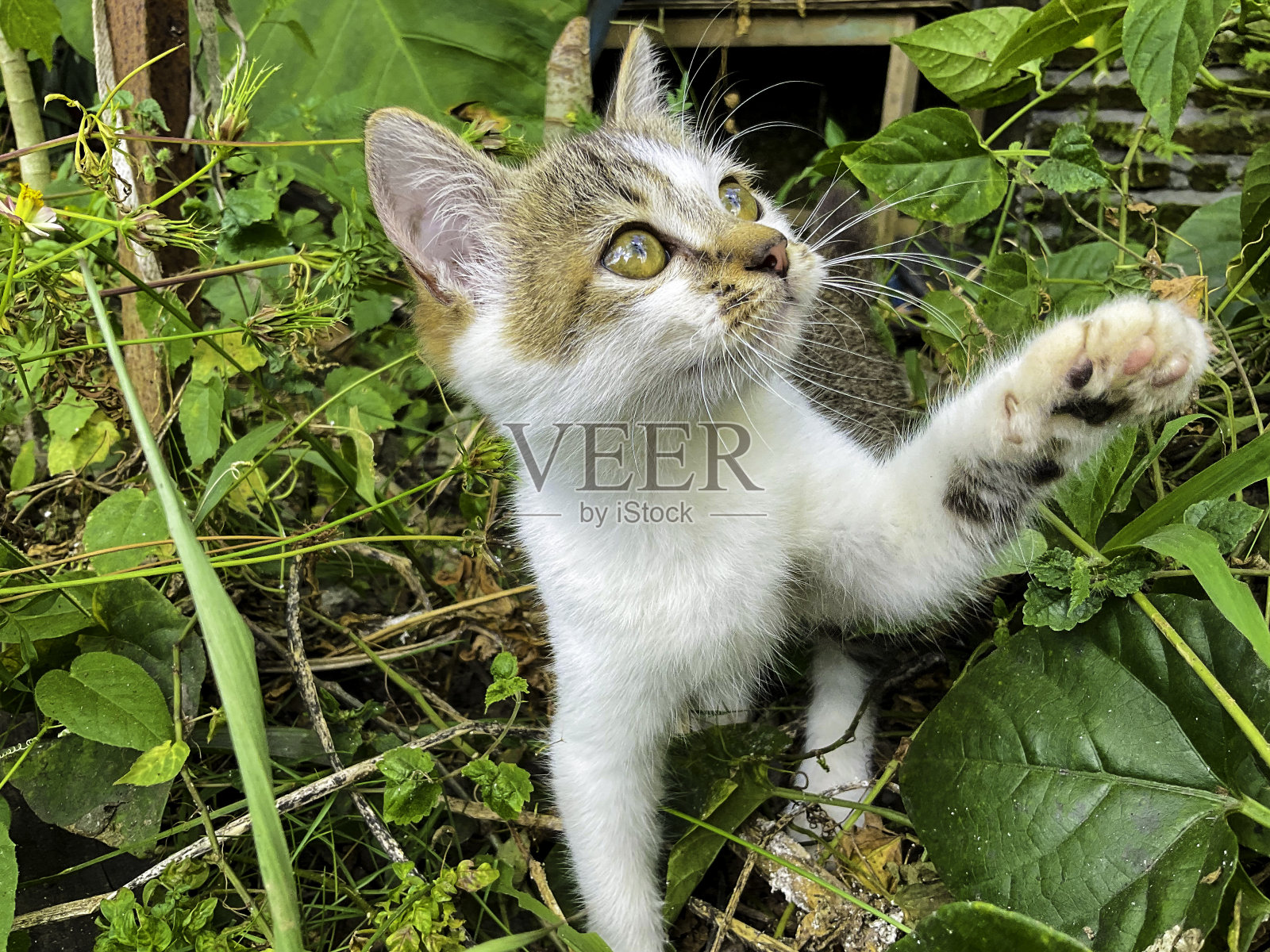 可爱的小猫在灌木丛中玩耍照片摄影图片