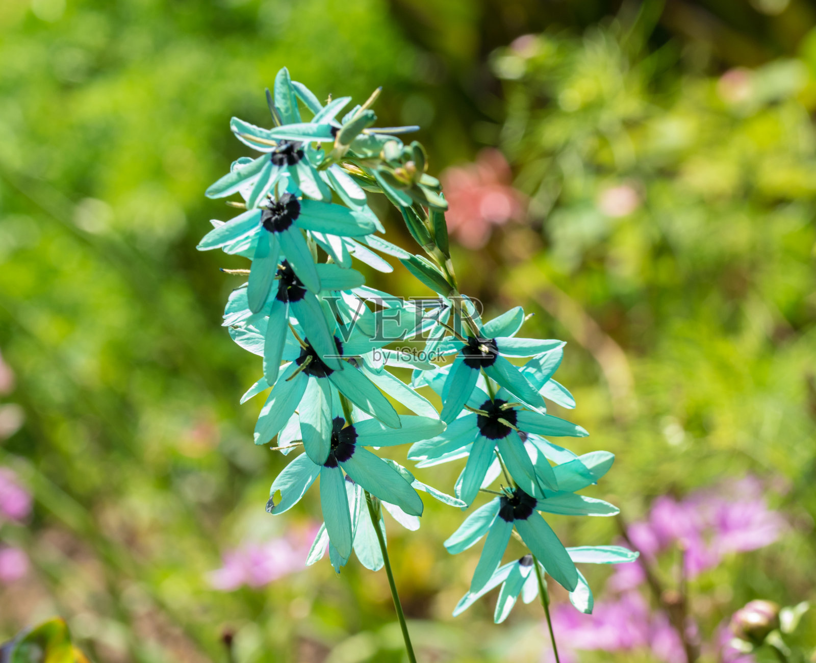 绿草Ixia Viridiflora特写照片摄影图片