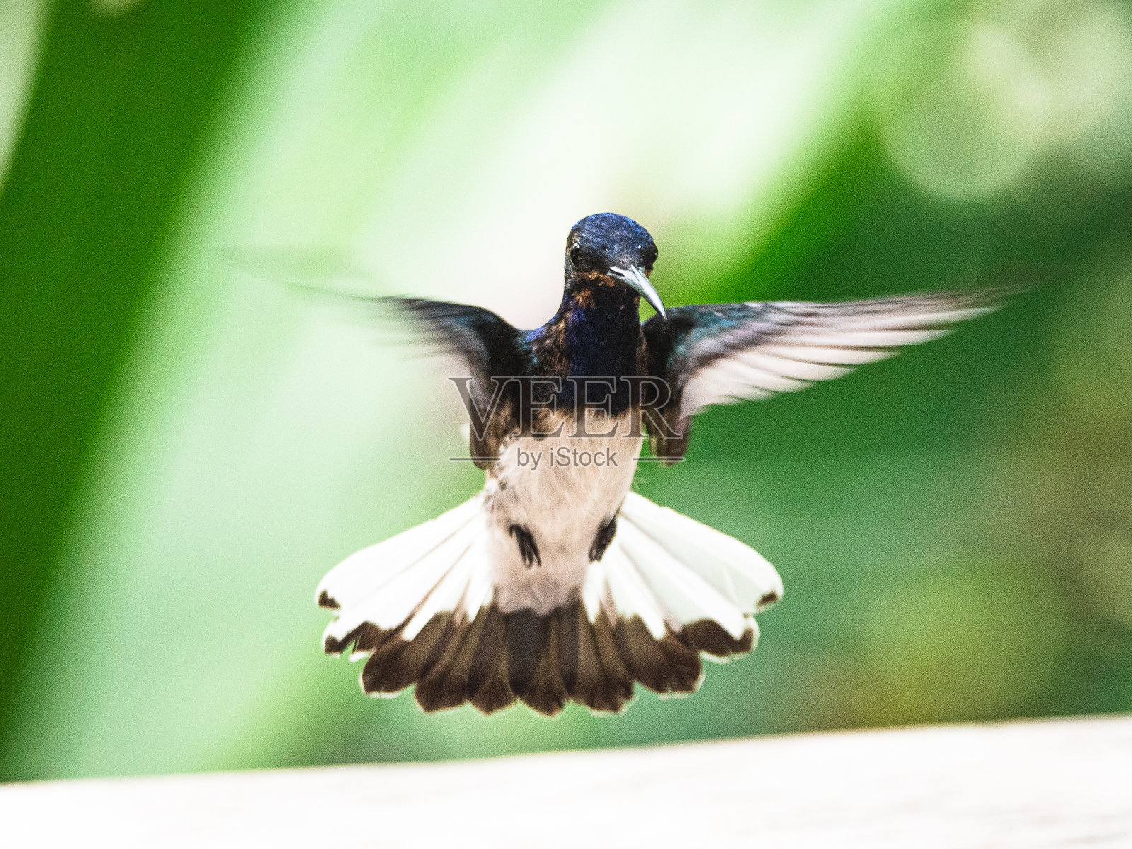 蜂鸟在空中盘旋照片摄影图片