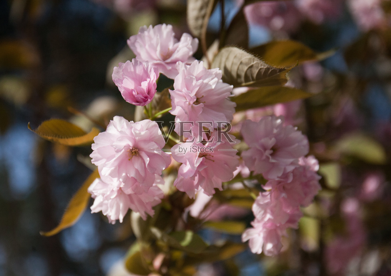 盛开的粉红色樱花。美与自然理念照片摄影图片