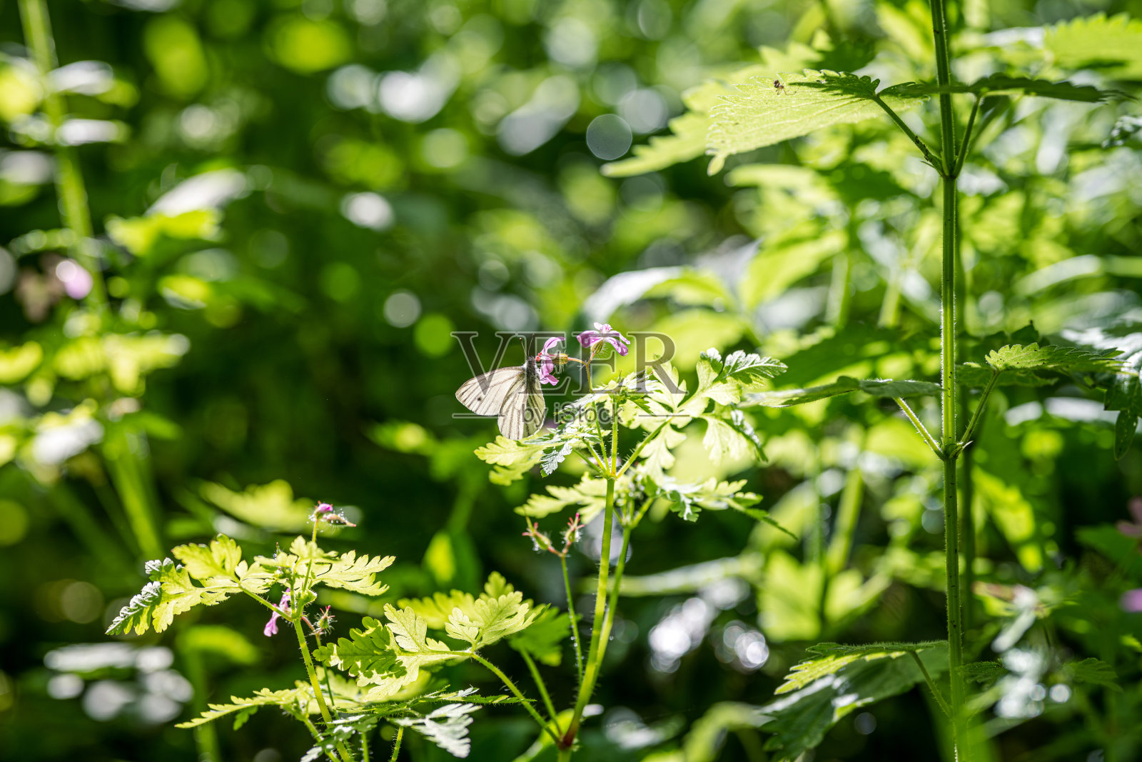 蝴蝶在森林里一朵紫色的花上照片摄影图片
