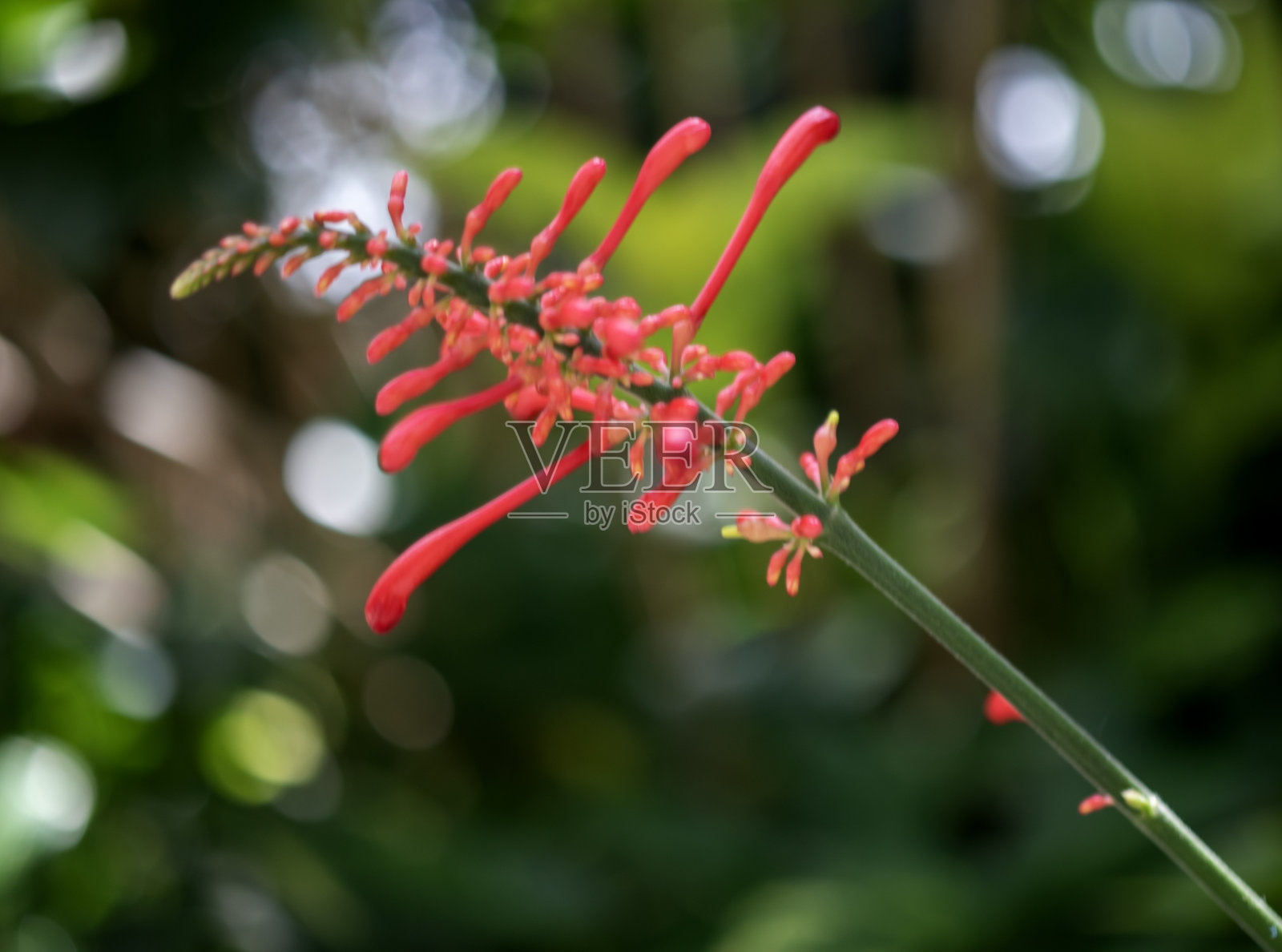 粉色的野花。特写镜头。宏观照片。照片摄影图片