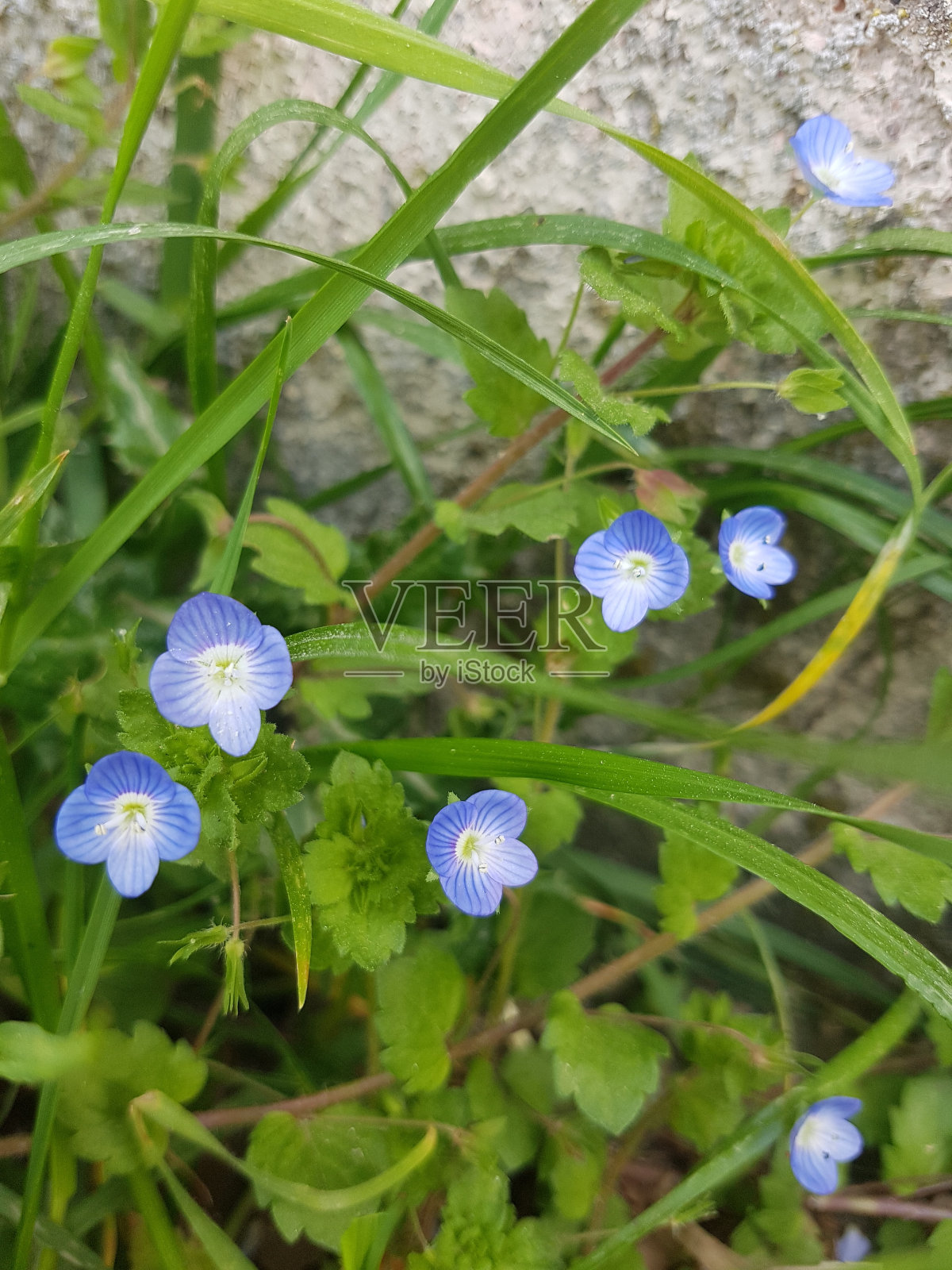 蓝色的野花照片摄影图片