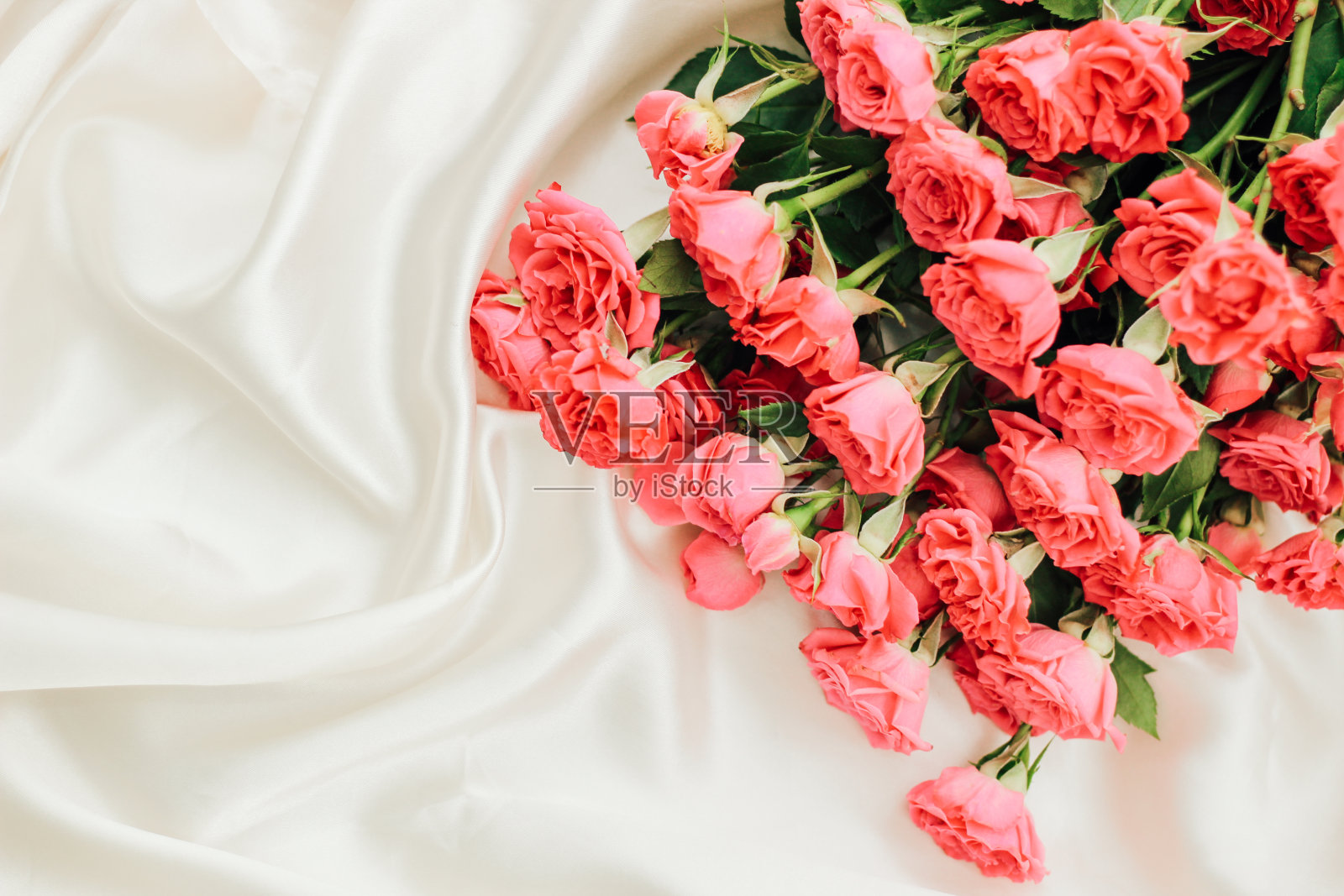 小红灌木玫瑰在白色的背景和文字的地方照片摄影图片