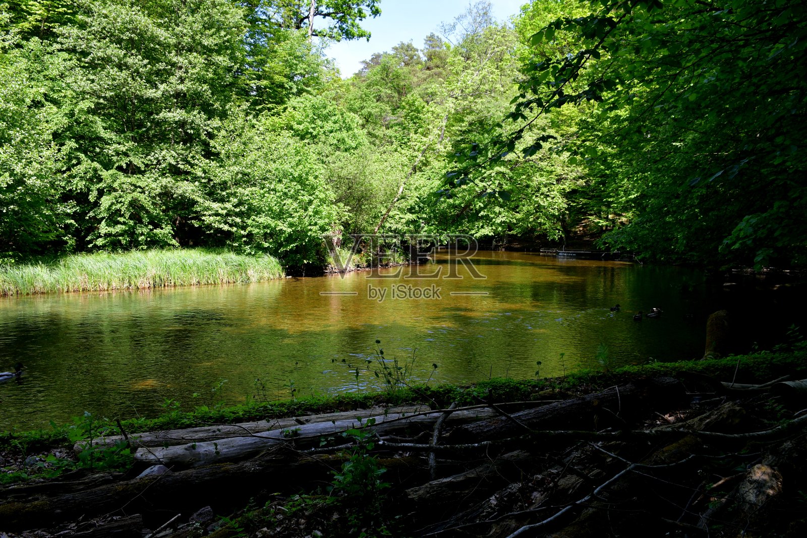 一条清澈、浅而宽阔的河流或湖泊，在茂密的森林和沼泽旁流动，其海岸被石头、原木、树枝和其他波兰常见的自然障碍物所覆盖照片摄影图片
