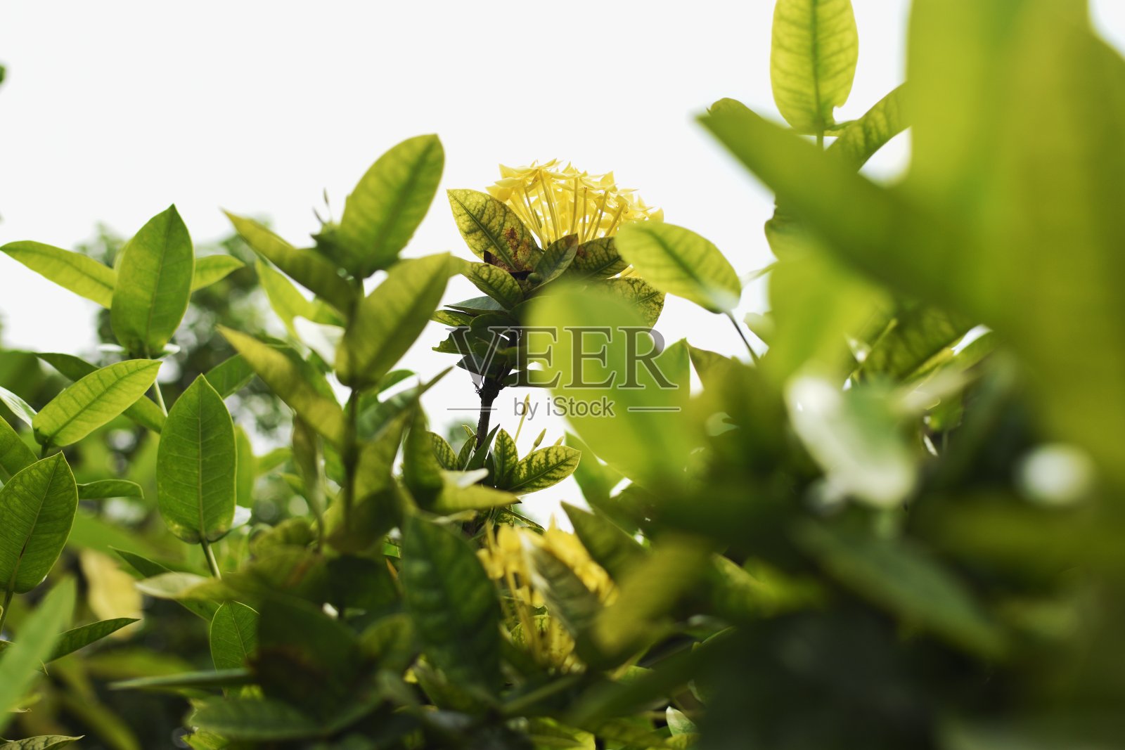 黄色的花照片摄影图片