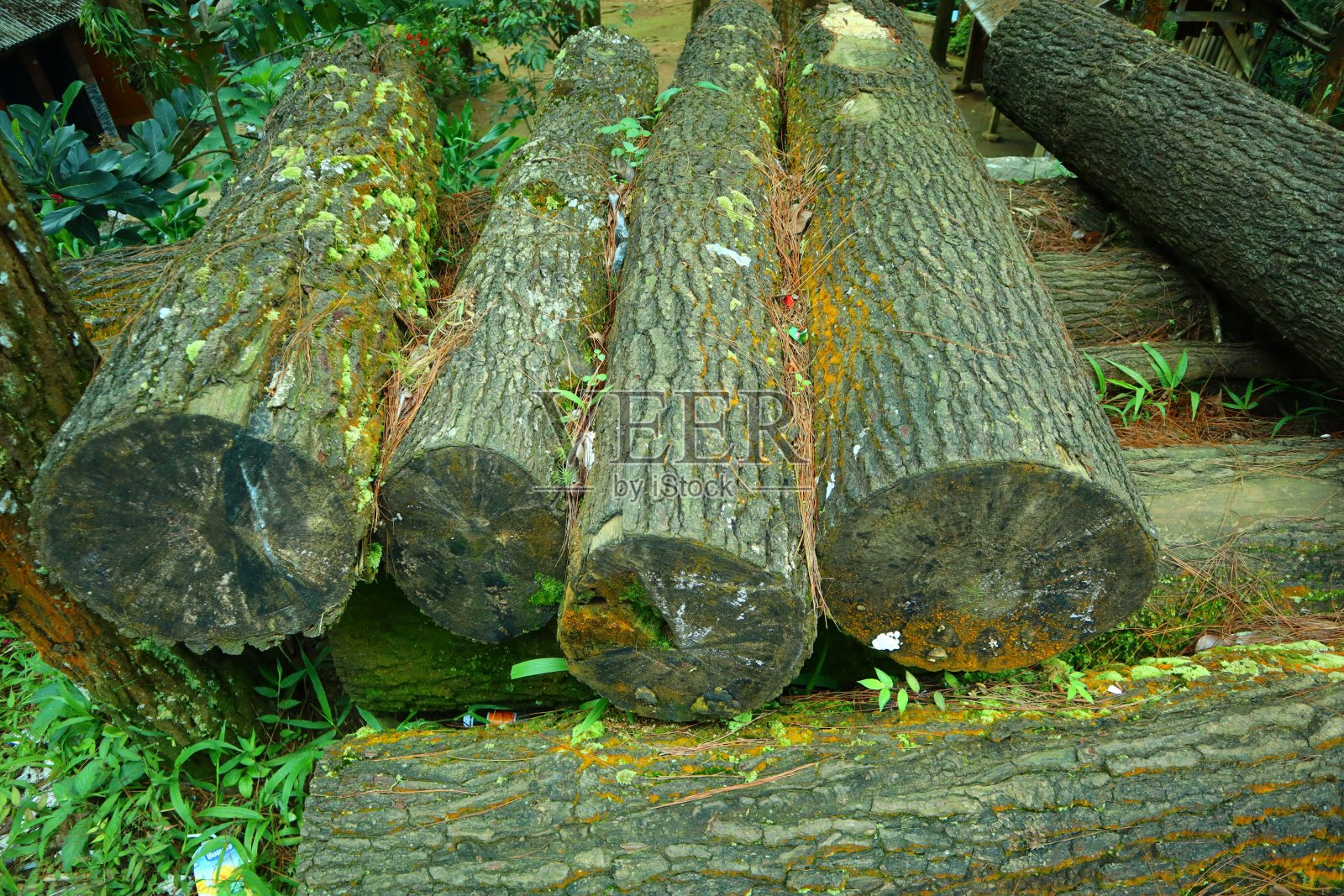 松林照片摄影图片