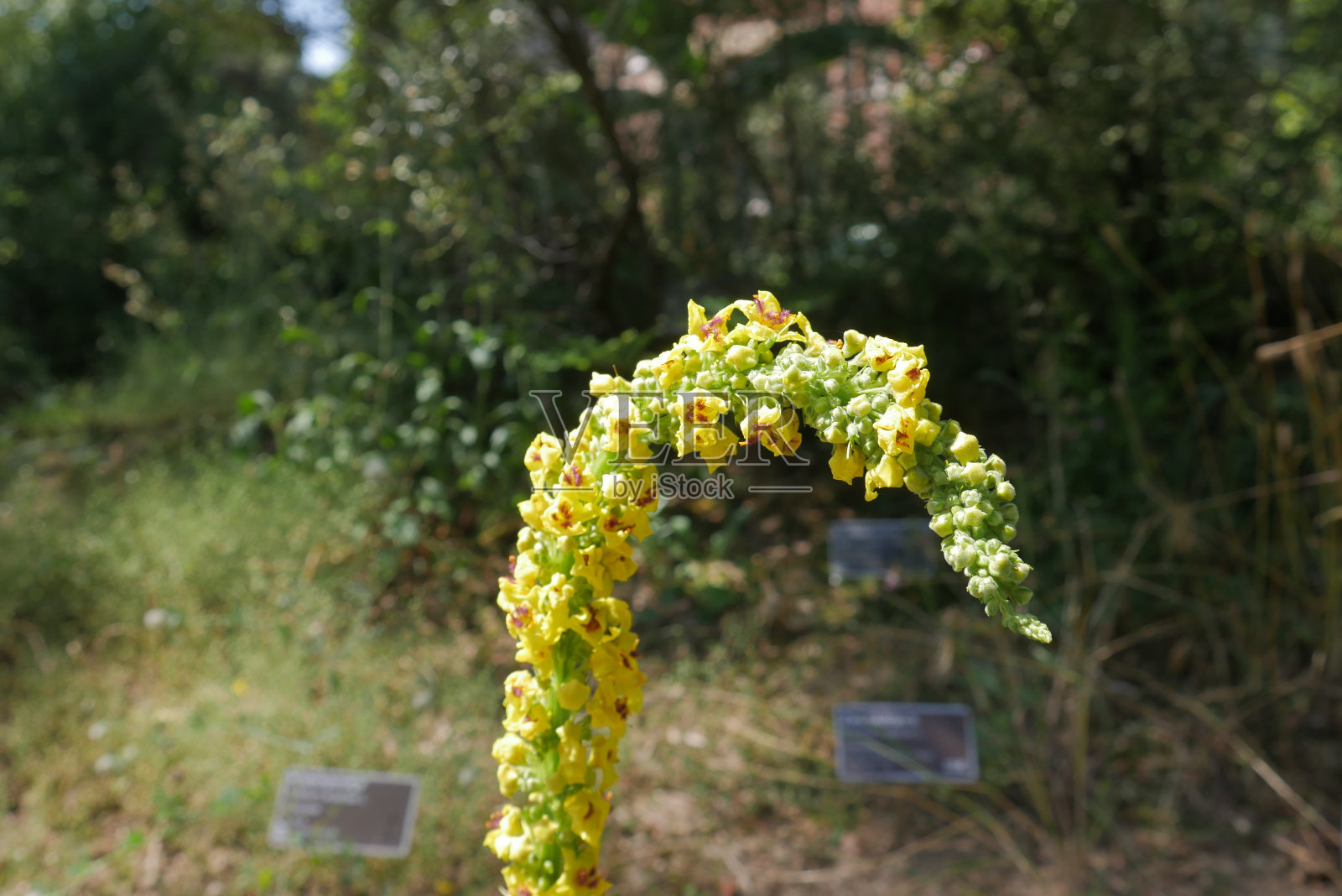 自然照片摄影图片