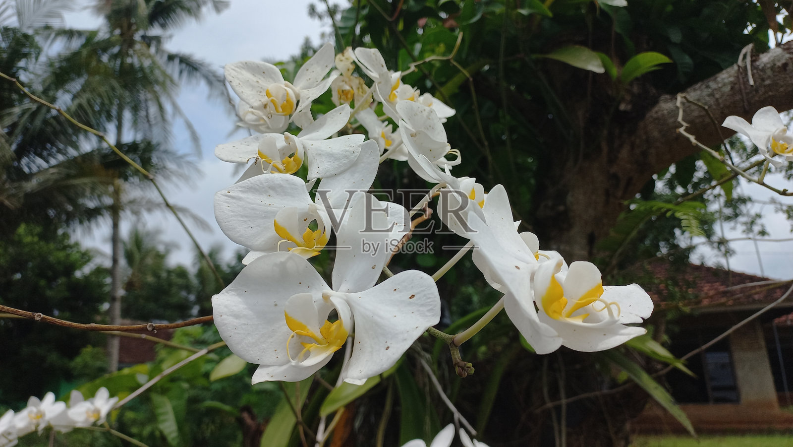 月兰照片摄影图片