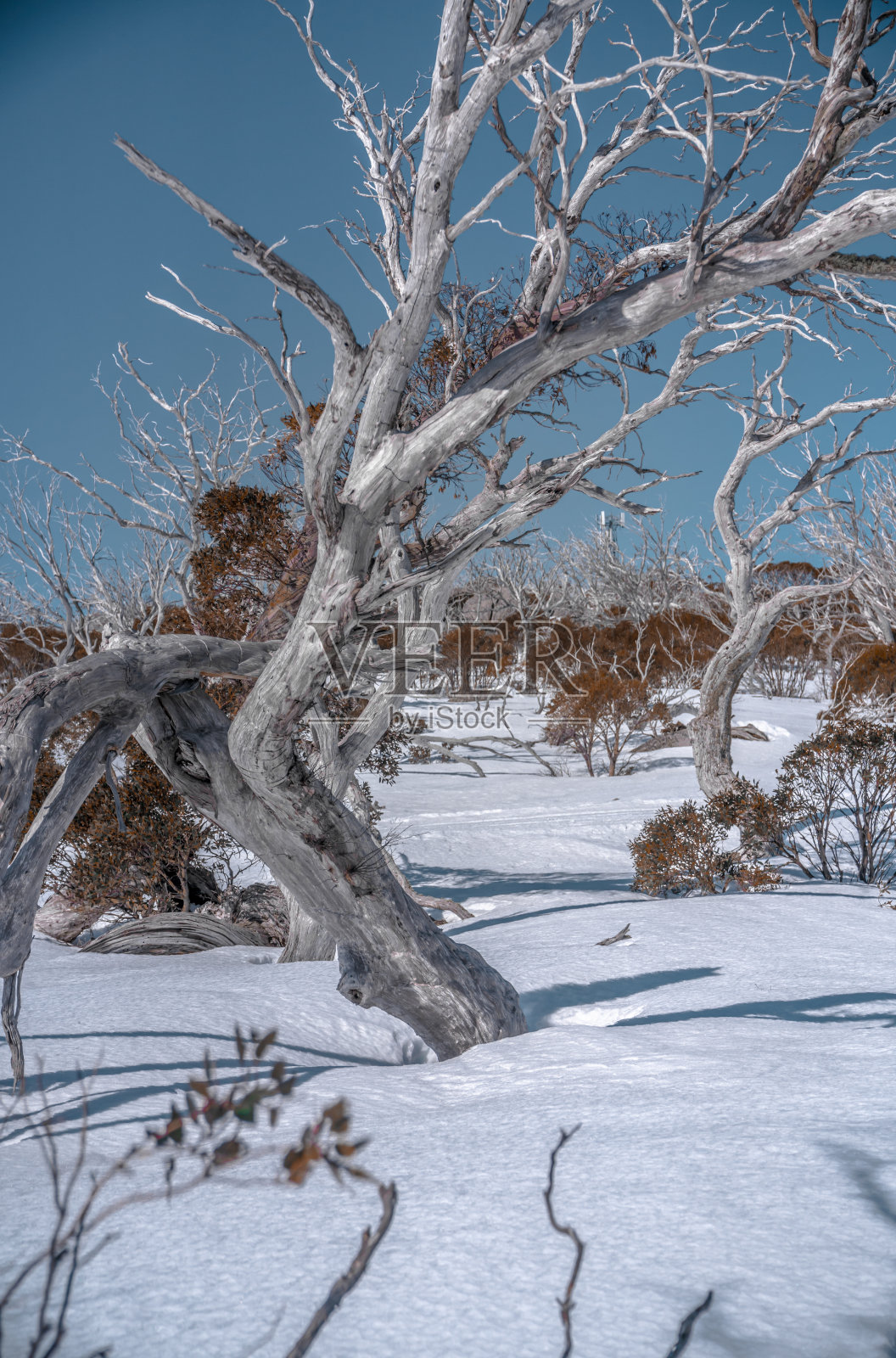 雪胶毯照片摄影图片