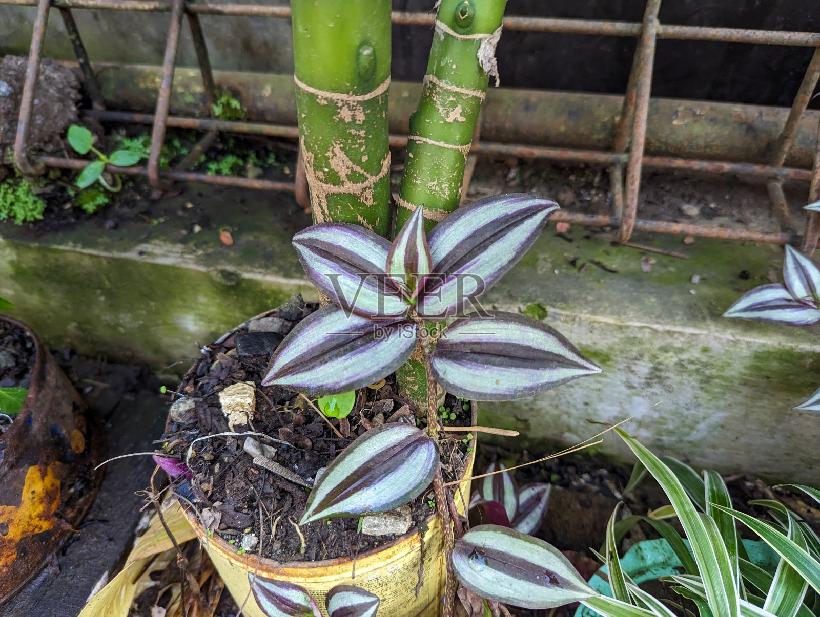 斑马草植物照片摄影图片
